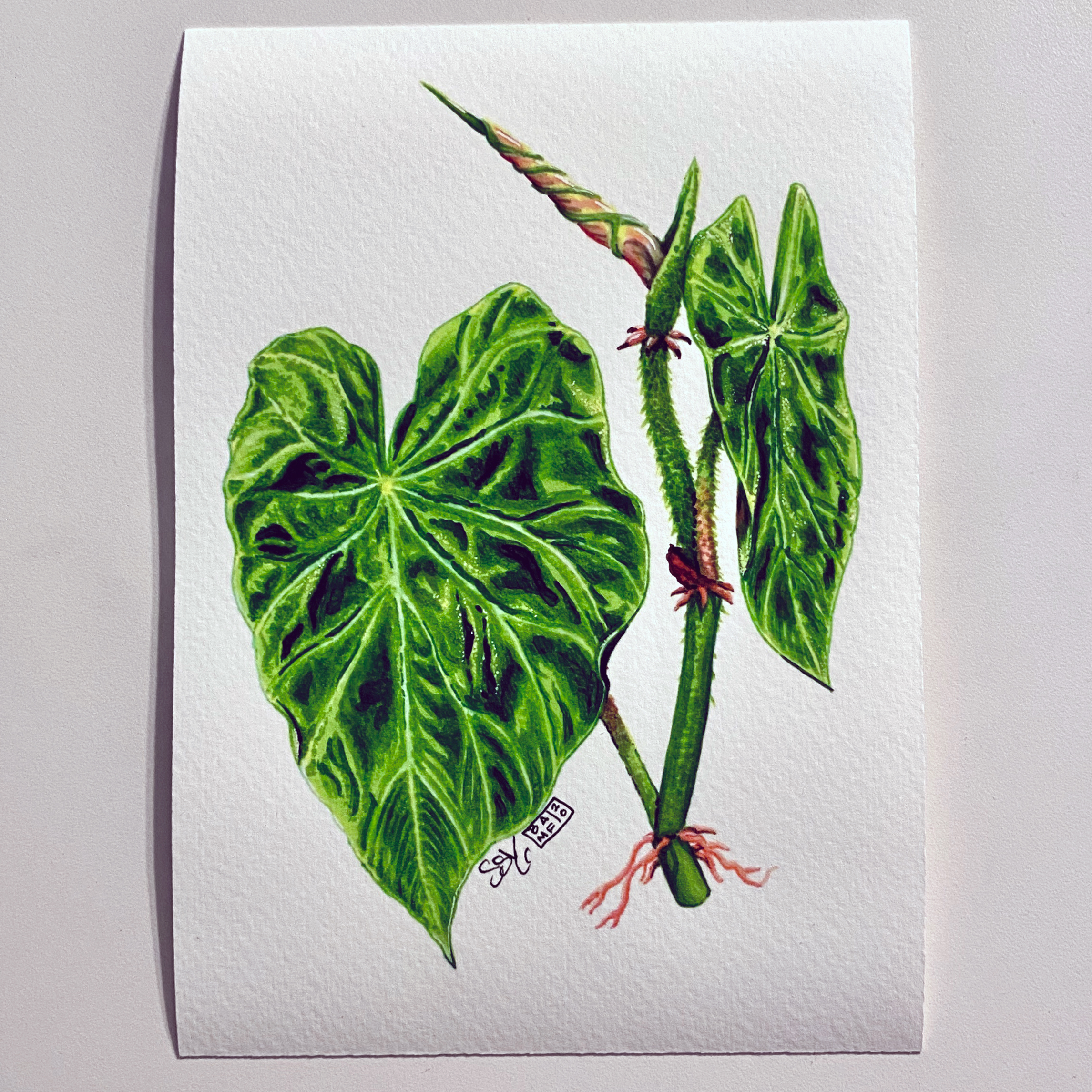 Limited Ecuador Philodendron (Verrucosum) Botanical Print (5"x7") - Mural  Art & Illustration of Sam Soper