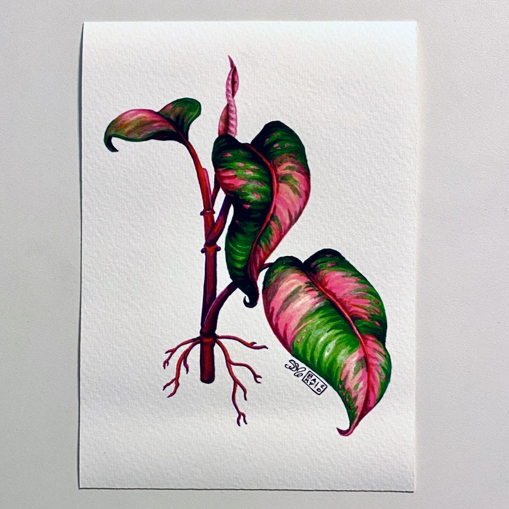 Limited Pink Princess Philodendron (Erubescens) Botanical Print (5"x7") -  Mural Art & Illustration of Sam Soper